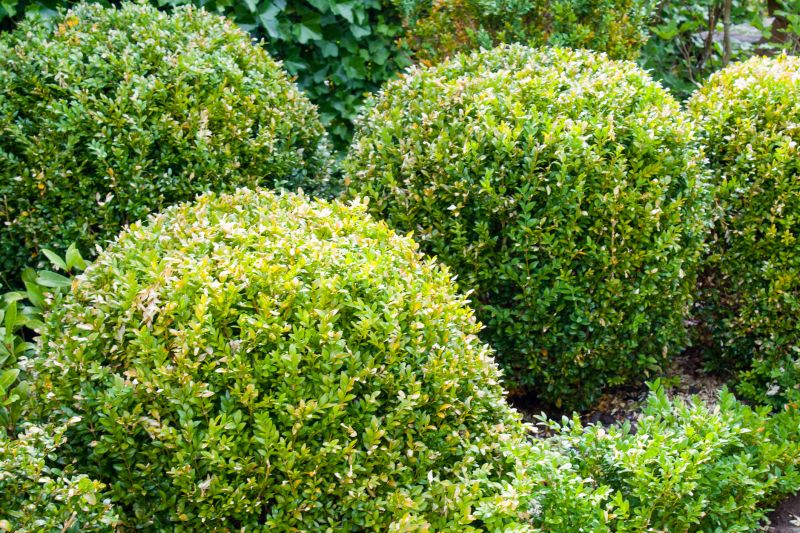 Healthy Shrubs Post-Trimming