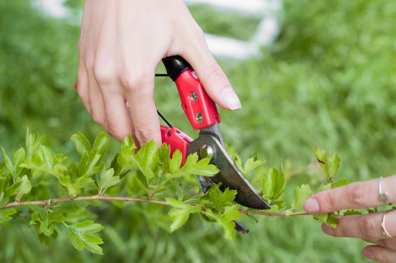 Shrub Maintenance Tools