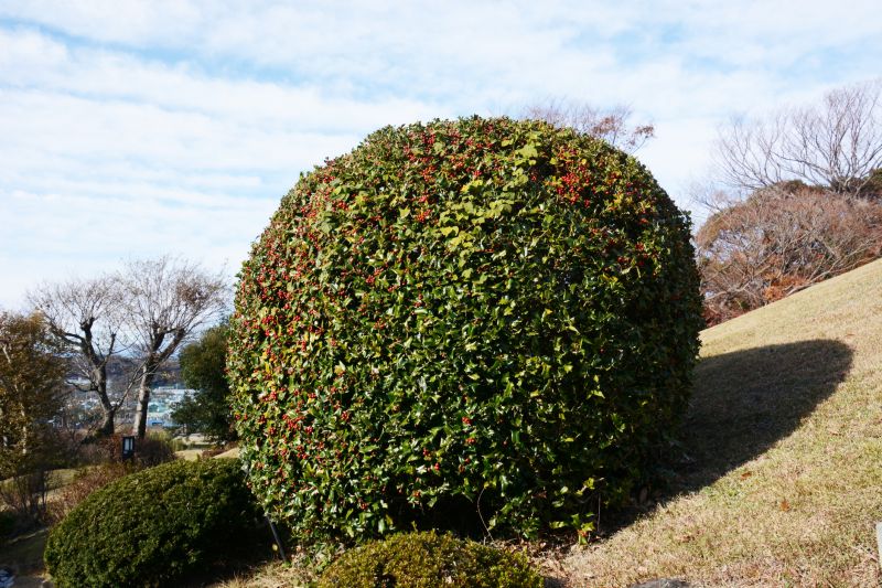 Trimmed Holly Bushes