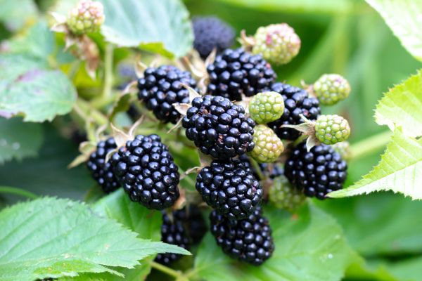 Cost of Blackberry Bush Removal in Fresno