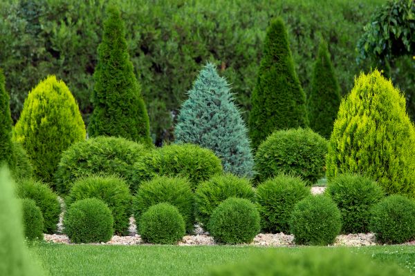 Cost of Bush Trimming Service in Fresno