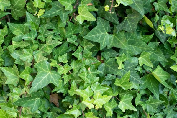 Cost of English Ivy Removal in Fresno