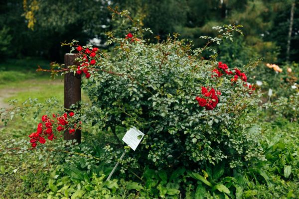 Cost of Rose Bush Removal in Fresno
