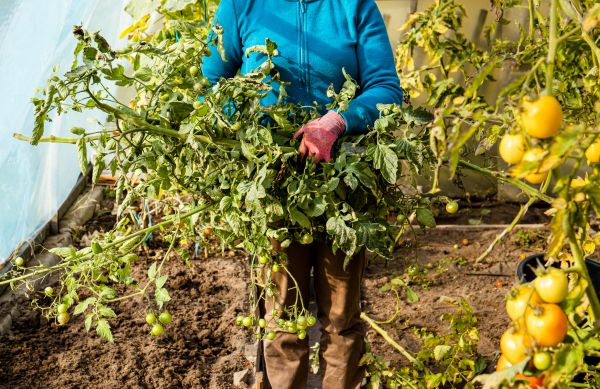 Cost of Garden Plant Removal in Fresno