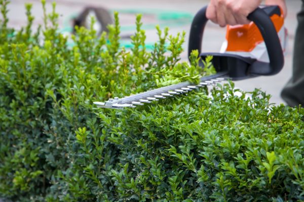 Cost of Hedge Shearing in Fresno