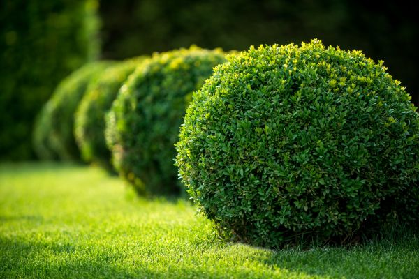 Cost of Bush Pruning in Fresno