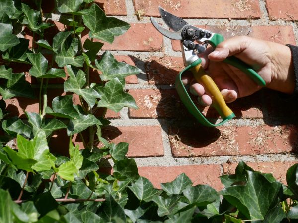 Cost of Ivy Removal Service in Fresno