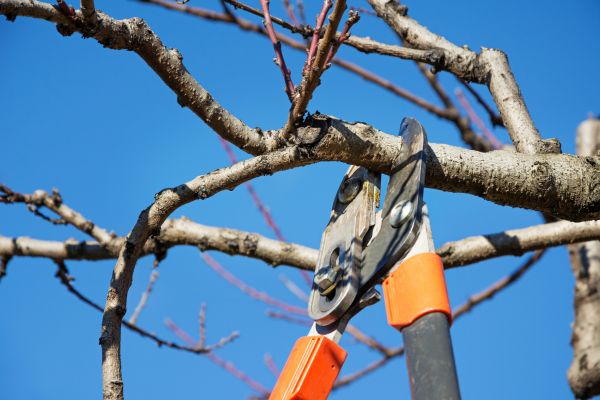 Cost of Selective Pruning in Fresno