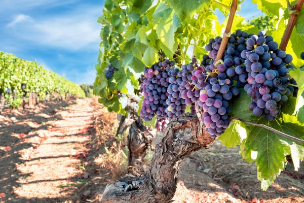 Cost of Grapevine Pruning in Fresno