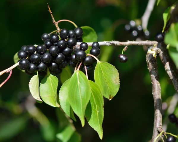 Cost of Buckthorn Removal in Fresno