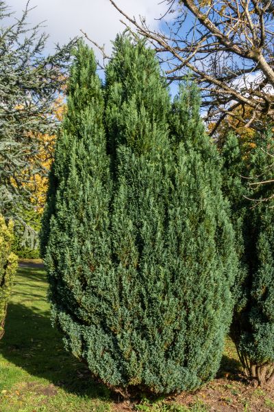 Cost of Juniper Trimming in Fresno