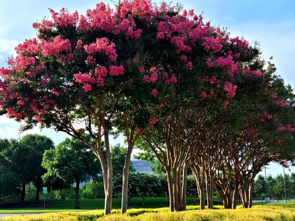 Cost of Crepe Myrtle Pruning in Fresno