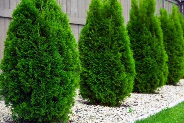 Cost of Arborvitae Pruning in Fresno