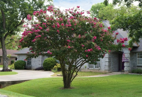 Cost of Crepe Myrtle Trimming in Fresno