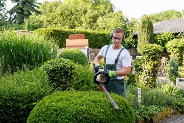 Cost of Shrubs Trimming in Fresno