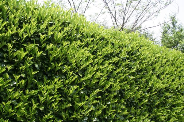 Cost of Laurel Shrub Removal in Fresno
