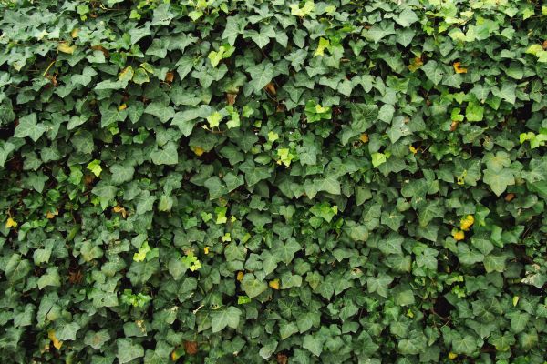 Cost of Ivy Pruning service in Fresno