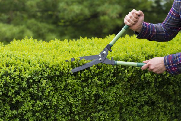 Cost of Evergreen Shrub Pruning in Fresno