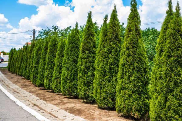 Cost of Arborvitae Shearing in Fresno