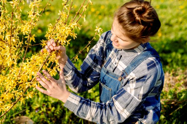 Cost of Forsythia Trimming in Fresno