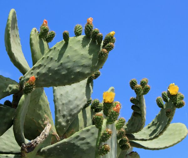 Cost of Cactus Removal in Fresno