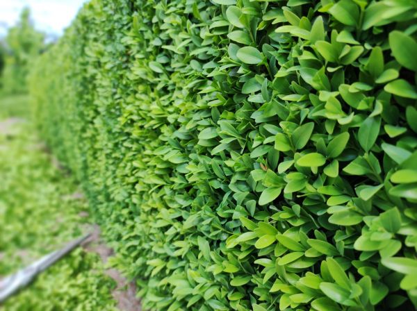 Cost of Boxwood Pruning in Fresno