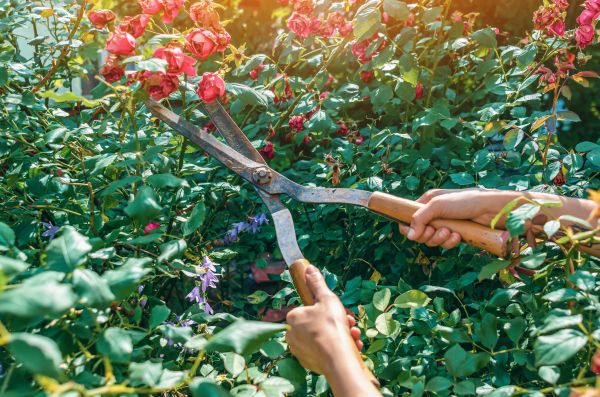 Cost of Knockout Roses Pruning in Fresno