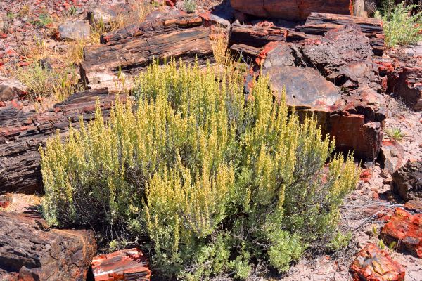 Cost of Sagebrush Removal in Fresno