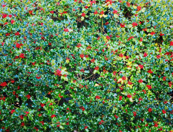 Cost of Holly Bush Removal in Fresno
