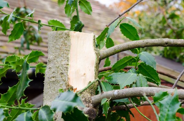 Cost of Holly Tree Removal in Fresno