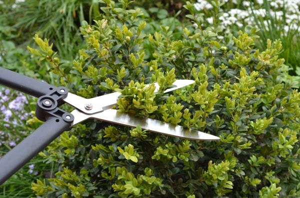 Cost of Boxwood Trimming in Fresno