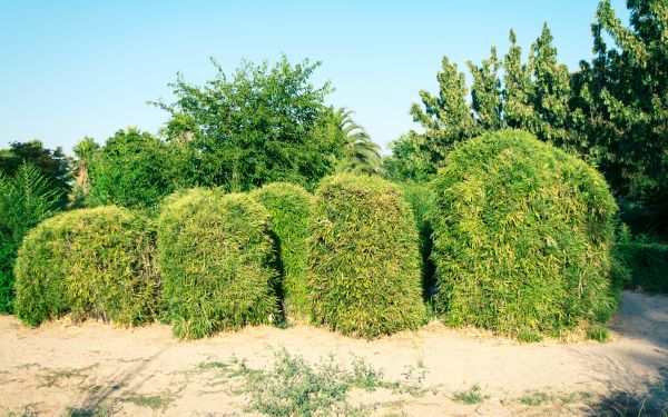 Cost of Bamboo Hedge Removal in Fresno