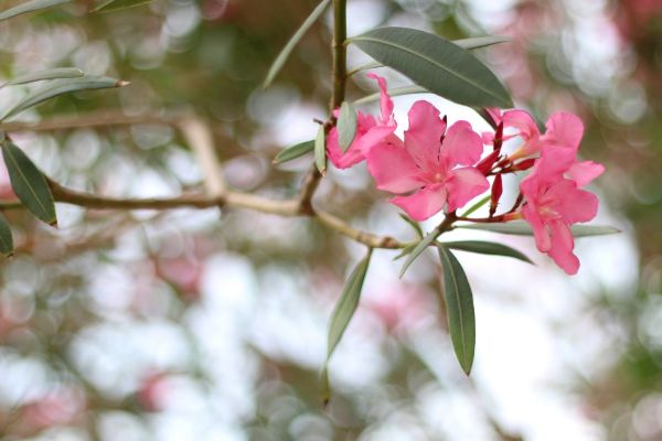 Cost of Oleander Removal in Fresno