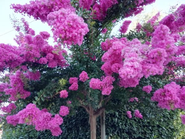 Cost of Crape Myrtle Pruning in Fresno