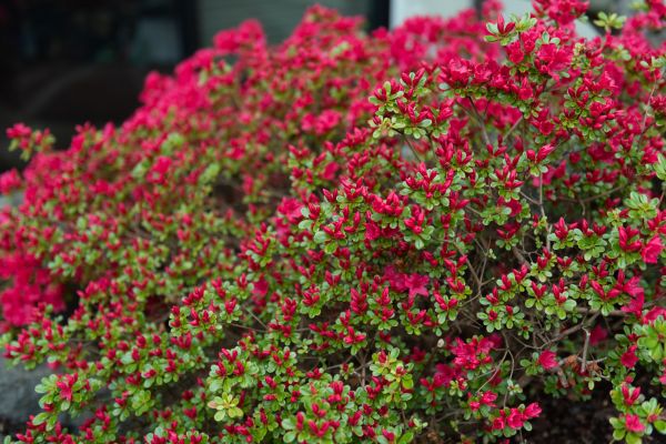Cost of Weigela Removal Service in Fresno