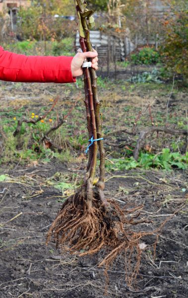 Cost of Shrub Root Removal in Fresno