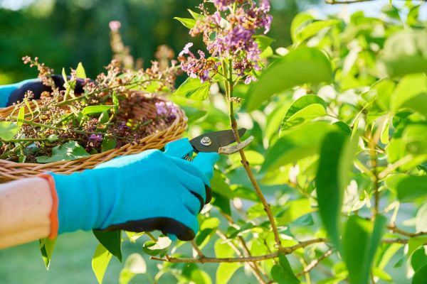 Cost of Lilac Trimming Service in Fresno