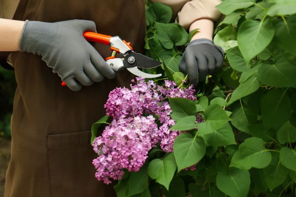 Cost of Lilac Pruning Service in Fresno