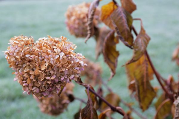 Cost of Hydrangea Removal in Fresno