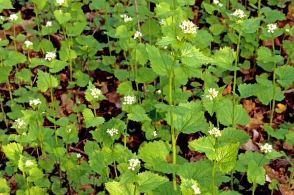 Cost of Garlic Mustard Removal in Fresno