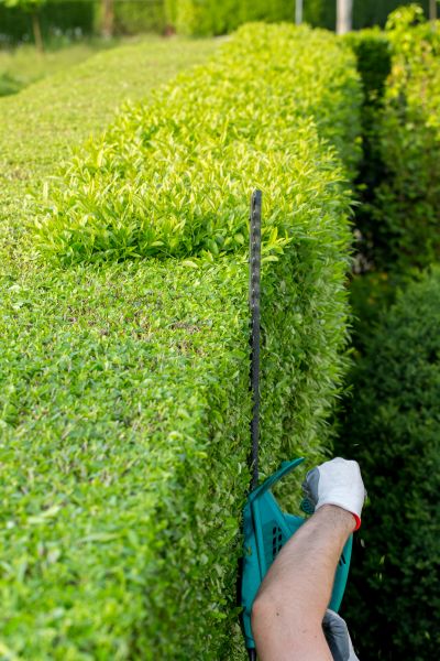 Cost of Hedge Trimming in Fresno